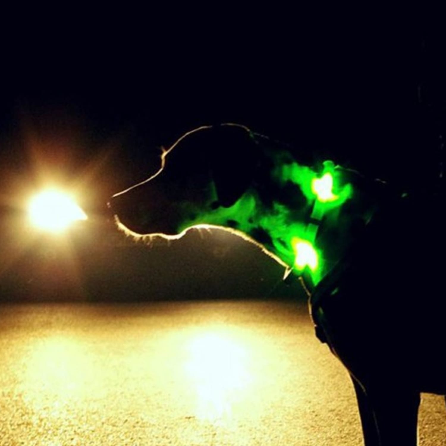 Können Hunde Im Dunkeln Sehen