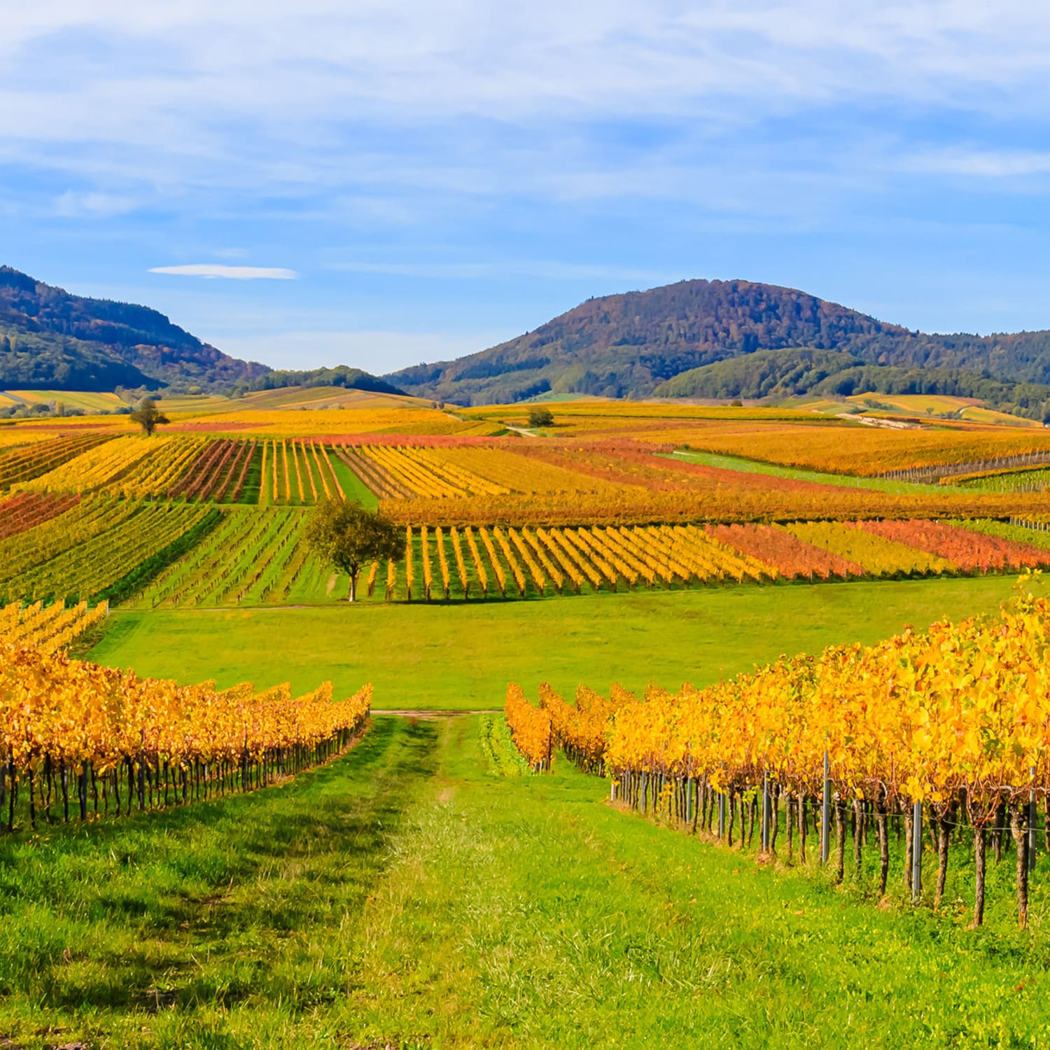 Deutsche Weinstraße Routen und Karten ADAC