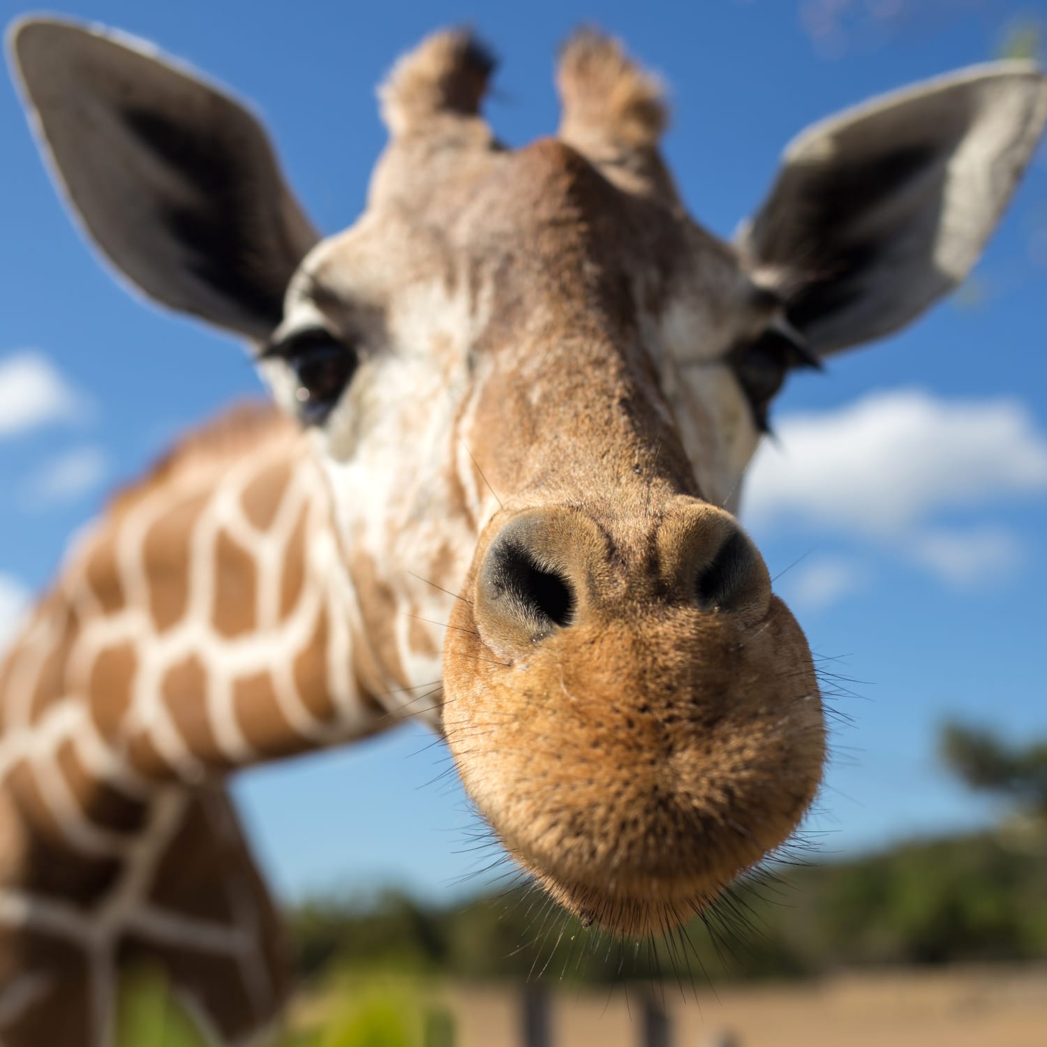 Schonste Zoos In Deutschland Adac