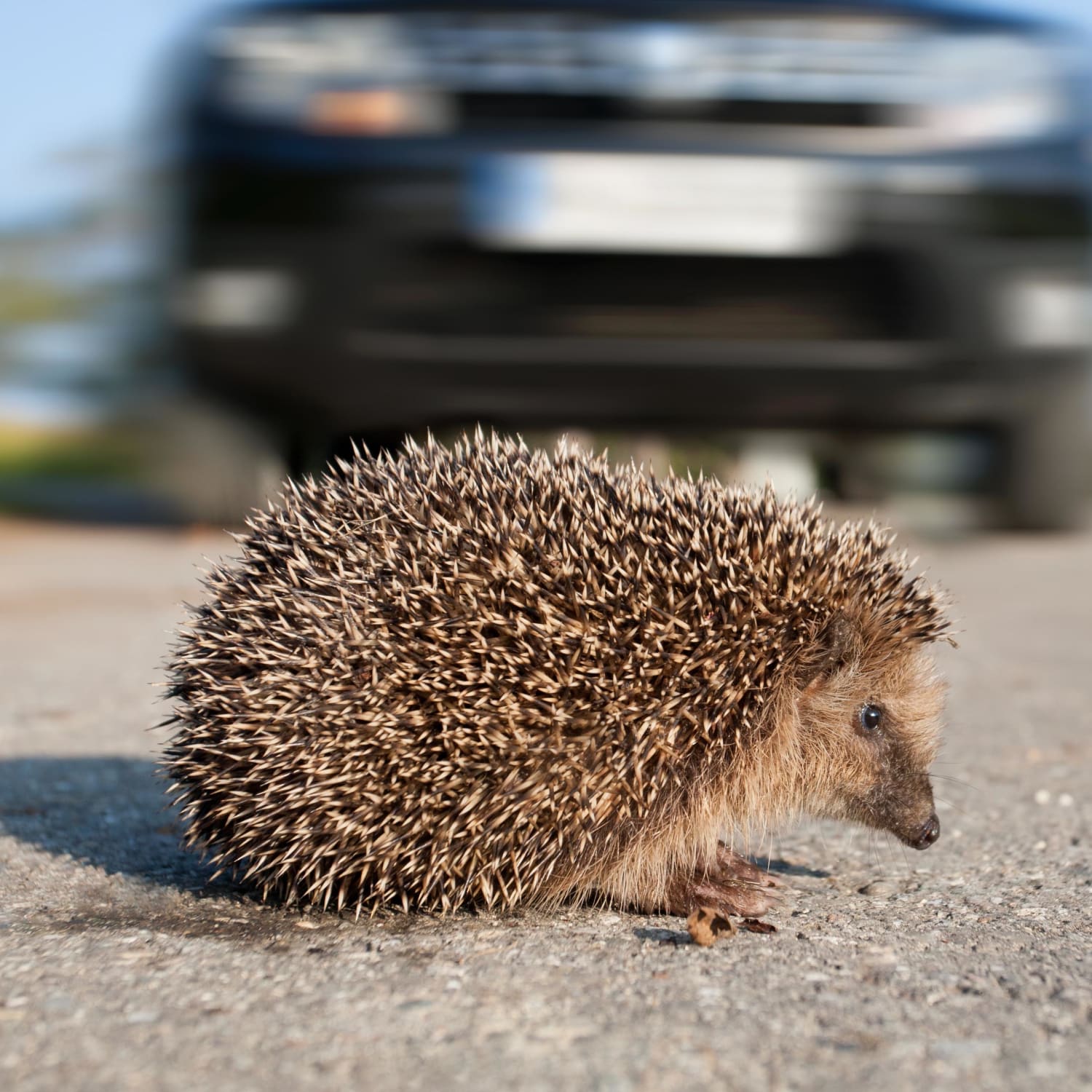 Vorsicht Igel Das Konnen Autofahrer Tun Adac