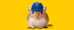 Maus mit Kappe und Eurozeichen - Autoversicherung ADAC