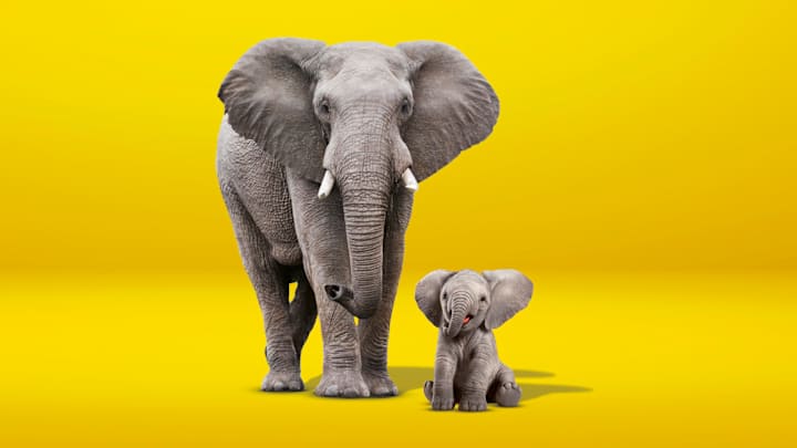 Großer Elefant steht vor gelbem Hintergrund, kleiner Elefant sitz auf Boden - Familienautoversicherung ADAC