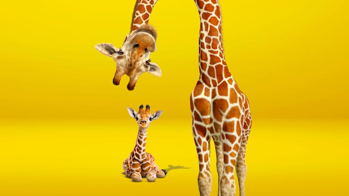 Kleine Giraffe sitzt auf gelbem Boden. Davor große Giraffe, die Kopfüberschaut. ADAC Autoversicherung