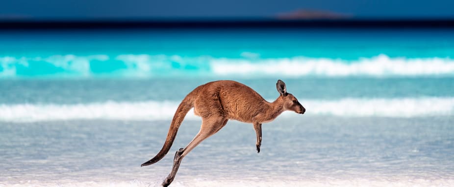 Ein Känguru hüpft über den Strand am Meer