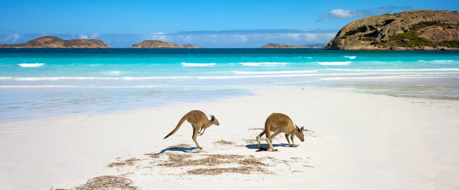 Kängurus am Strand in Australien