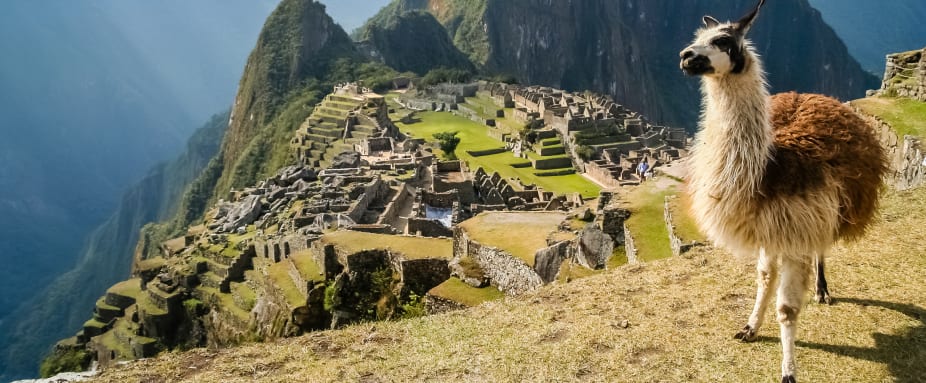 Lama vor Machu Picchu in Peru