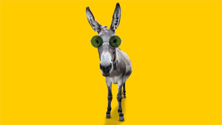 Esel mit Sonnenbrille - Auslandsschadenschutz ADAC