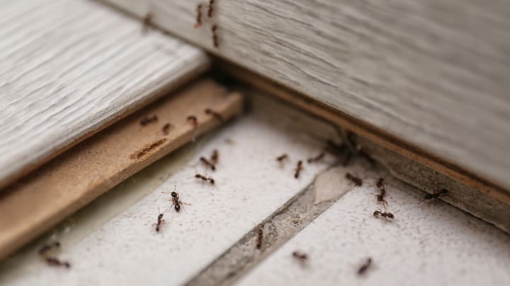 Ameisenplage in der Wohnung - Schädlingsbekämpfung