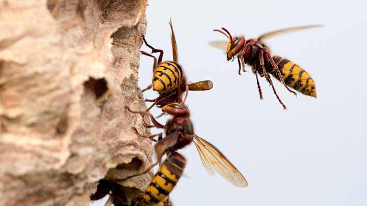 Hornissen fliegen zum Nest - Hornissennest entfernen ADAC