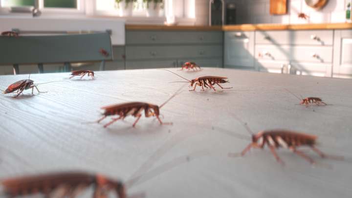 Kakerlaken auf einem Küchentisch - Schädlingsbekämpfung ADAC Zuhause Schutzbrief