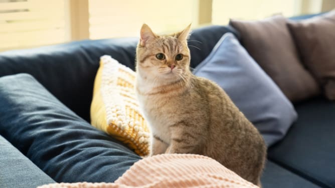 Katze auf blauem Sofa - Haustierversicherung