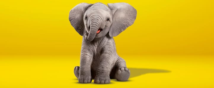 kleiner Elefant sitzt auf gelbem Boden - Tierfreunde ADAC Autoversicherung