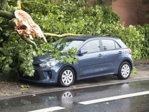 Baum ist auf Auto gefallen