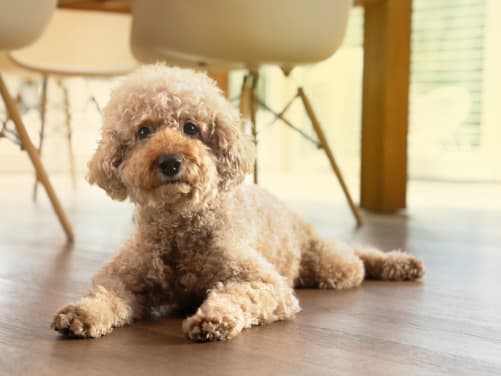 Pudel liegt auf dem Fußboden und schaut in die Kamera