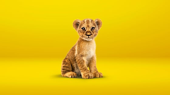 kleiner Löwe sitz vor gelbem Hintergrund - günstige Autoversicherung ADAC