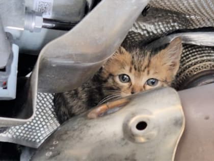 Katzenbaby versteckt sich in Motorraum