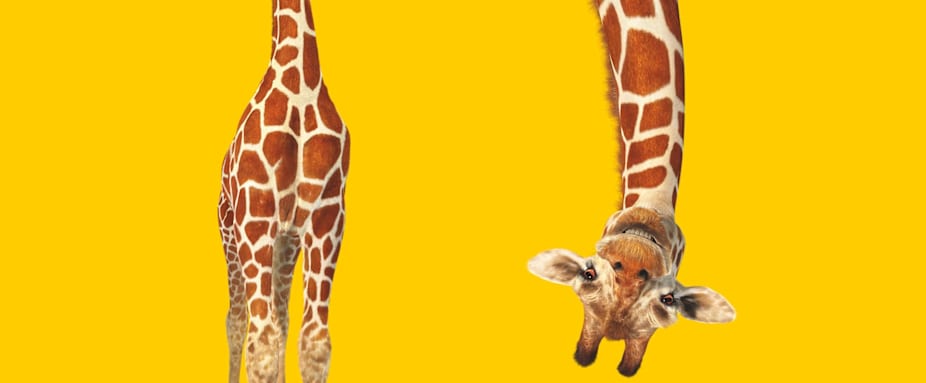 Giraffe steht rechts über Kopf und grinst - Autoversicherung ADAC